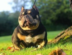 The emergence of a new breed has caused a wave of indignation among amstaff and pitbull lovers.  ...