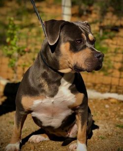 Recognition of the breed took place in 2004. ABKC, UKC, and EBKC were the first canine organizat ...