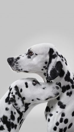 Everyone knows this animal as a kind dog with black and white spots. She will not remain unnotic ...