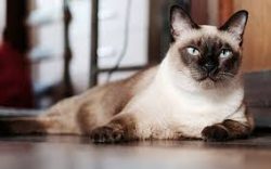 Siamese hate loneliness, so if you are often not at home, if possible, get a couple for the anim ...