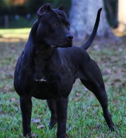 Internationally, American bulls are still not recognized, although the number of dogs is growing ...