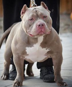 The American Bully is a medium-sized breed. In the external appearance of animals, there is a di ...