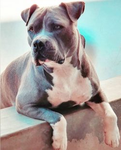Despite the impressive mountain of muscles, American Bully dogs are quite compact and agile, the ...