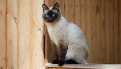 Do not let Siamese cats go outside alone; it is better to walk them on a harness in parks, where ...