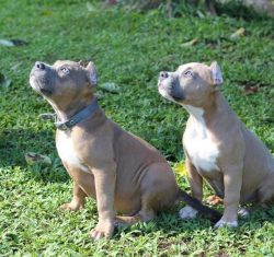 Bully’s muzzle is wide and weighty; its shape is close to a square. The structure of the m ...