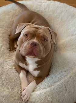 The ears are slightly forward as if the American bull is always alarmed by something; have a hig ...