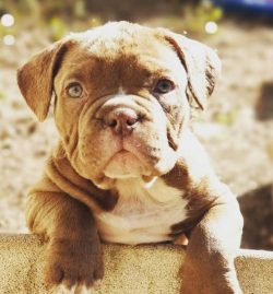 American bulls have medium-sized eyes; set wide, deep, and relatively low in relation to the ani ...