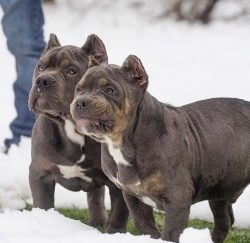 Bully’s neck is of medium length, with distinct muscles; tapers from the back of the skull ...