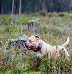 The American Bully’s body looks massive but compact at the same time. The format is square ...