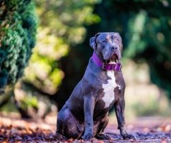 The American Bully has a predominantly hooked tail; let’s say a direct “analog” ...