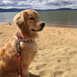 The Golden Retriever has a phenomenal memory. Among other things, they are able to memorize huma ...