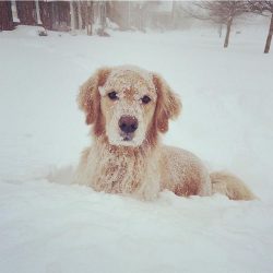 The Goldens have a lot of artistry. Representatives of this breed flicker on TV screens quite often.