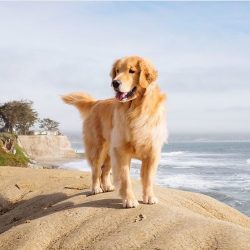 There are dozens of cases when retrievers were the first to come to the aid of drowning people.