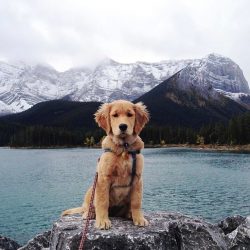 Golden Retrievers love water – Newfoundland genes make themselves known. Therefore, do not ...