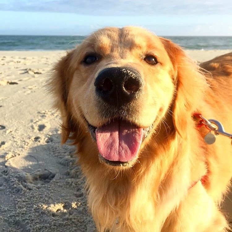 Golden Retrievers are actively used in canis therapy. This is a kind of complex therapy for the  ...