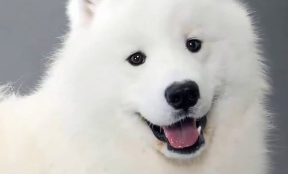 The owner should be the first to enter the house and then launch the dog. The dog should have it ...