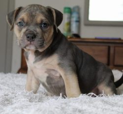 The forelegs of the American Bully are muscular and strong, slightly turned towards the forearms ...