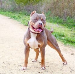 American bulls move confidently and impressively, but at the same time, they look like they expe ...