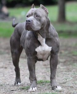 The body of the American Bully is covered with short and moderately rough to the touch hair. It  ...
