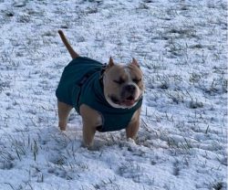 The breed standard is loyal to the “American” color. Any color combinations and poin ...