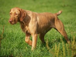 Thanks to its subtle sense of smell, it works clearly and quickly on the trail. 