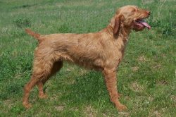 The traditional color of the Hungarian vizsla is reddish-golden and its various shades. Reddish  ...