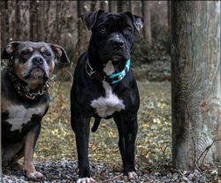 Although American bullies look stern and snooty, their appearance is nothing more than fertile g ...