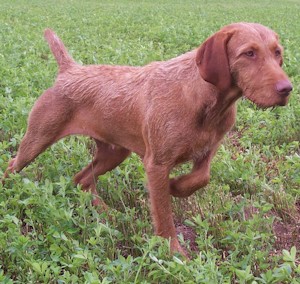 As for the structure of the coat, there are two types of Hungarian vizsla: wire-haired and short ...