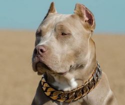 American bullies do not avoid communication and affection; they will happily roll over on their  ...