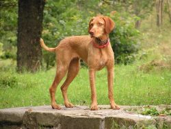 The Hungarian Vizsla is a graceful and stately dog ​​with a muscular physique, but at the same t ...