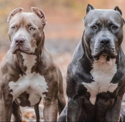 Animals are distinguished by an amazing ability to get along with all members of the “pack ...
