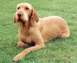 This is a medium-sized dog: its height at the withers ranges from 54 to 64 cm. 