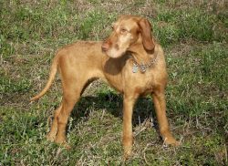 The vizsla has a dry head with a rectangular muzzle, low-set hanging ears, rounded at the ends,  ...