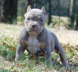 Representatives of the American Bully breed are friendly to all family members, but they conside ...