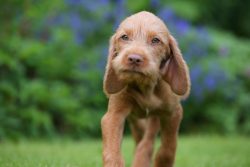 A friendly and affectionate vizsla easily converges with people. In the family, she, as a rule,  ...