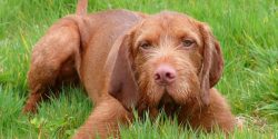 The Hungarian Vizsla is a very energetic and agile dog, it rarely stays in a state of complete r ...