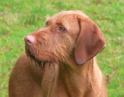 In everyday life, the vizsla needs active activities. 