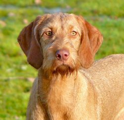 They are usually very calm and balanced dogs, they rarely show aggression, they are friendly tow ...