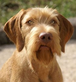 Loyal to their owners and ready to protect them at any time. Brave and smart, she learns to exec ...
