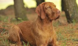 Often this breed is called the Hungarian Pointing Dog since this dog is exclusively hunting. 