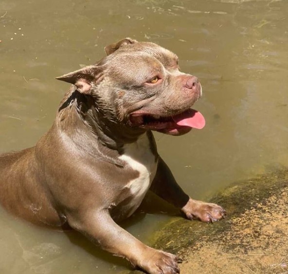 Due to the tendency to become attached to the family, these animals will not be able to spend mo ...