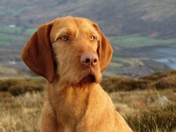 The first mentions of this breed date back to the 10th century. 