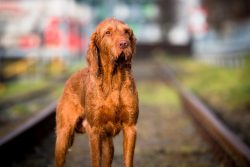 They are called Hungarian because for the first time they began to breed in the territory that i ...