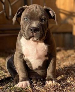 American Bully needs constant attention, but still, they will not smash furniture and constantly ...