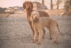 A distinctive feature of the wire-haired is that their hair is raised, it does not fit snugly to ...
