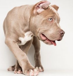 It is not recommended to often leave the bully in independent care. Over time, the animal will n ...