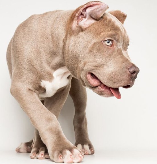 It is not recommended to often leave the bully in independent care. Over time, the animal will n ...