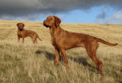 The Hungarian vizsla, of course, did not hunt game themselves, the hunter shot the bird, but the ...