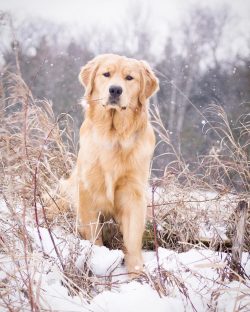 The Golden Retriever physically grows up to two years old, but the puppy character prevails in i ...