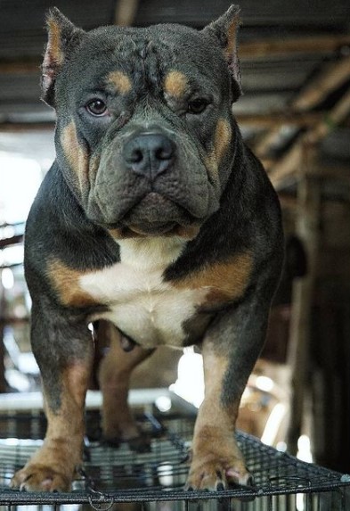 Despite the phlegmatic and good-natured disposition, “Americans” tend to dominate th ...